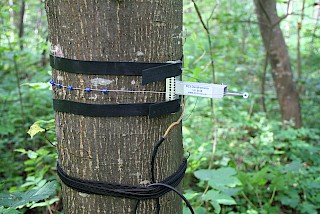 Wachstum und Wasserstatus (Dendrometer)