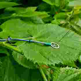 Leaf sensors