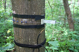 Wachstum und Wasserstatus (Dendrometer)