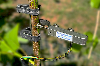 Dendrometer
