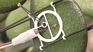 LAT-B4 (leaf thickness no restrictions)