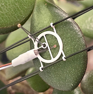 LAT-B4 (leaf thickness no restrictions)