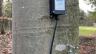 IoP-S mit Stammdendrometer