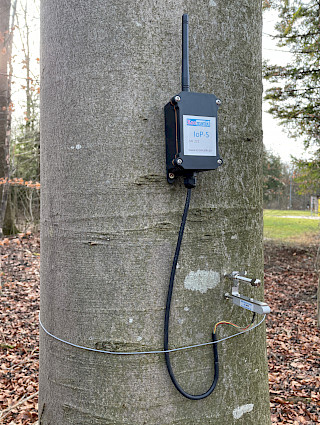 IoP-S mit Stammdendrometer