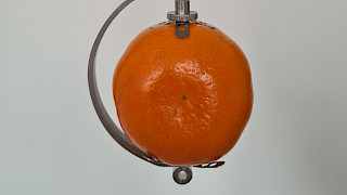 Fruit dendrometer DF6