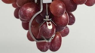 Fruit dendrometer DF5