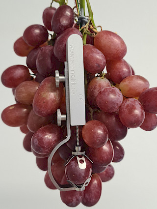 Fruit dendrometer DF5