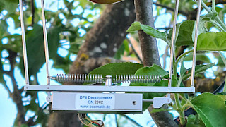 Frucht Dendrometer DF4
