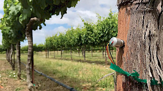 Bild Slider Stamm-Wasserpotential