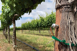 Bild Slider Stamm-Wasserpotential