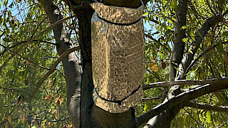 Bild Slider Stamm-Wasserpotential