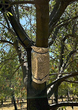 Bild Slider Stamm-Wasserpotential