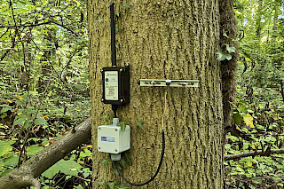 Dendrometer: Effektive und kostengünstige Werkzeuge für die Klimaanpassung